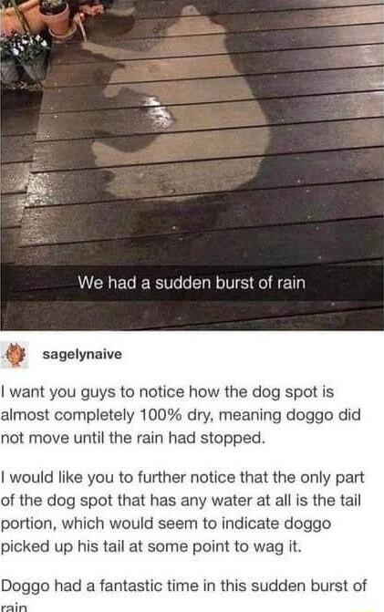 VCLEGERSVE LR VE o f T sagelynaive want you guys to notice how the dog spot is almost completely 100 dry meaning doggo did not move until the rain had stopped would like you to further notice that the only part of the dog spot that has any water at all is the tail portion which would seem to indicate doggo picked up his tail at some point to wag it Doggo had a fantastic time in this sudden burst o