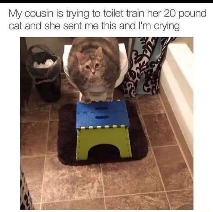 My cousin is trying to toilet train her 20 pound t and she sent me this and Im crying