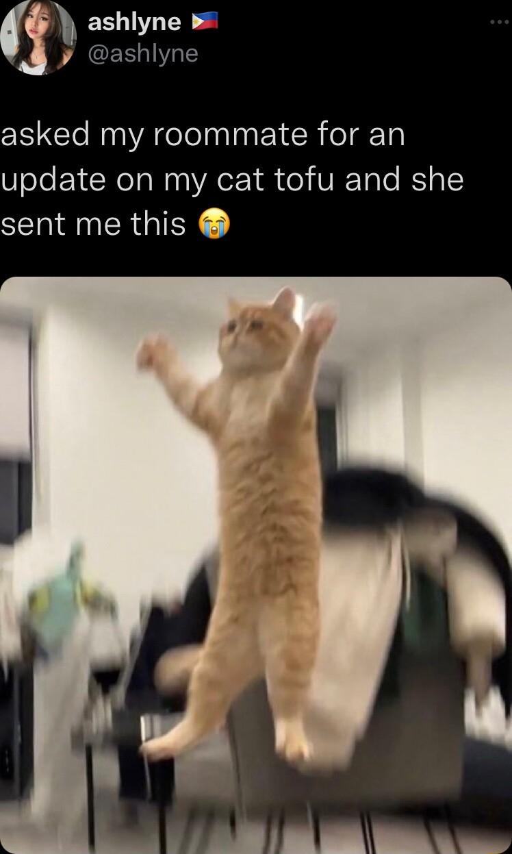 ESL N P ACEERGTE asked my roommate for an update on my cat tofu and she sent me this