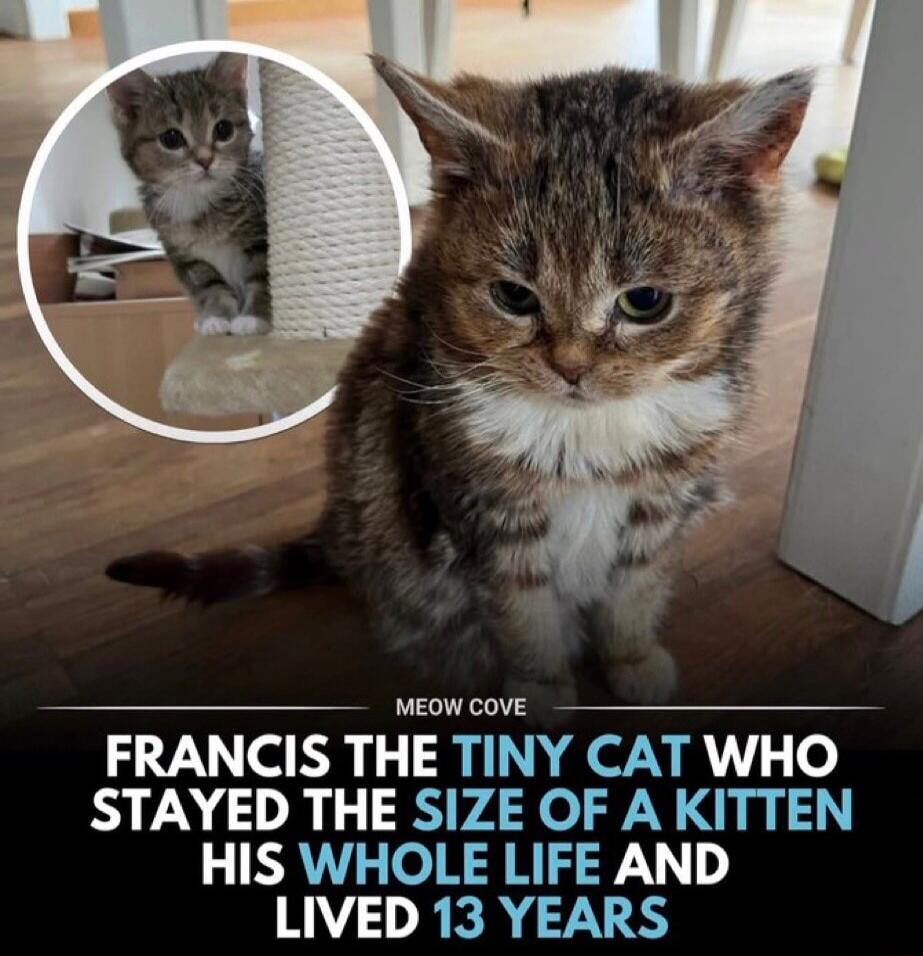 MEOW COVE FRANCIS THE TINY CAT WHO STAYED THE SIZE OF A KITTEN HIS WHOLE LIFE AND LIVED 13 YEARS