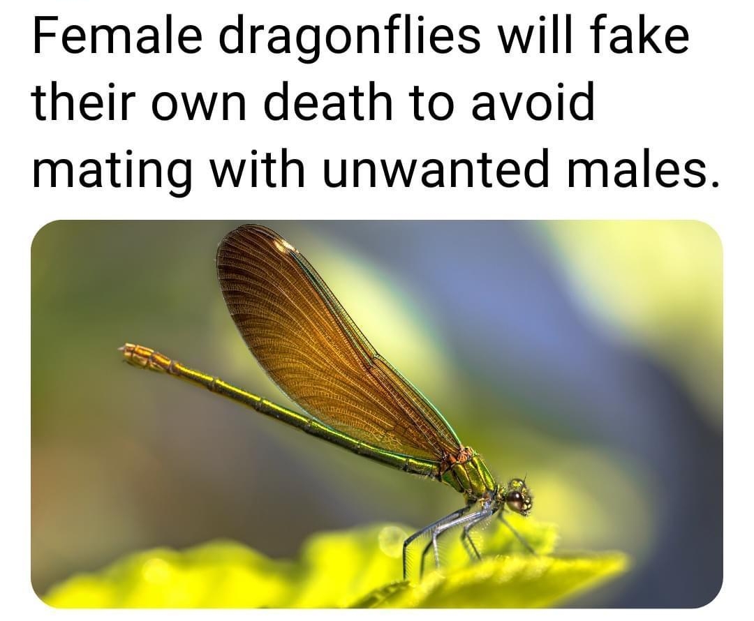 GFACTS by Female dragonflies will fake their own death to avoid mating with unwanted males