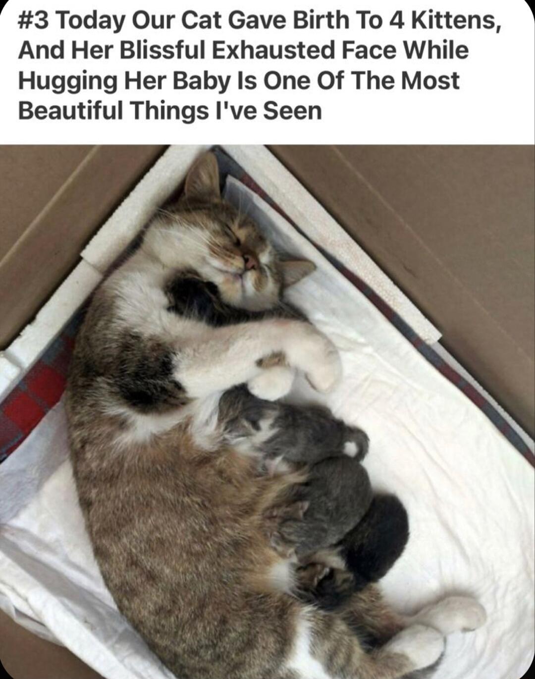 3 Today Our Cat Gave Birth To 4 Kittens And Her Blissful Exhausted Face While Hugging Her Baby Is One Of The Most Beautiful Things Ive Seen