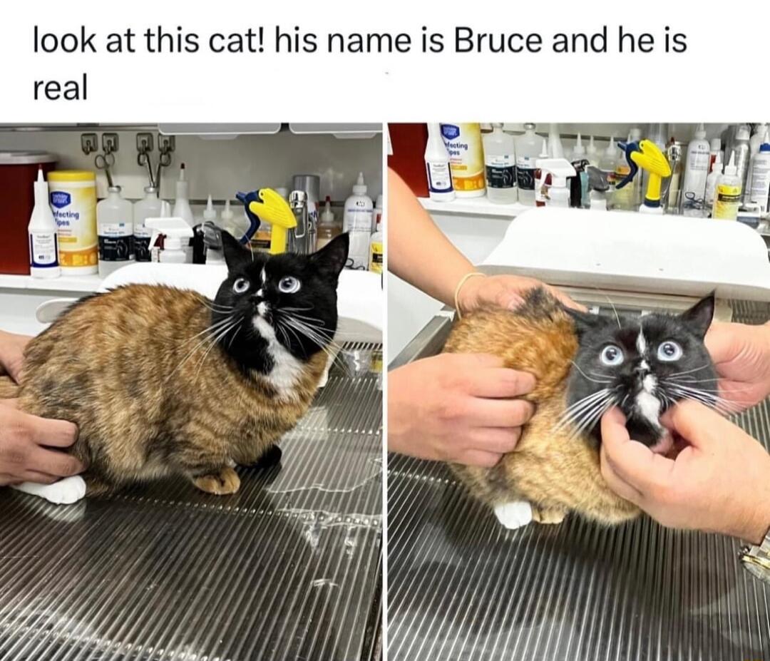look at this cat his name is Bruce and he is