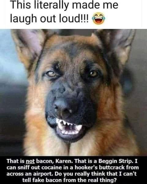 iterally made me laugh out loud That is not bacon Karen That is a Beggin Strip I can sniff out cocaine in a hookers buttcrack from across an airport Do you really think that I cant tell fake bacon from the real thing