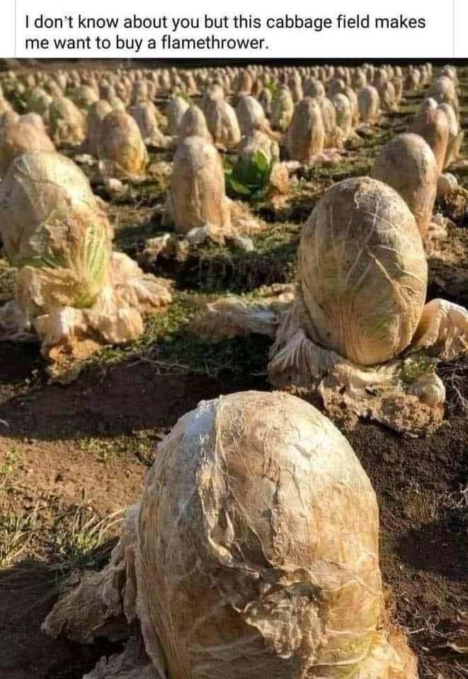 dont know about you but this cabbage field makes me want to buy a flamethrower