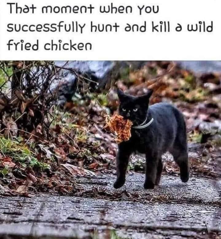 Thot moment when You successfully hunt and kill wild fried chicken