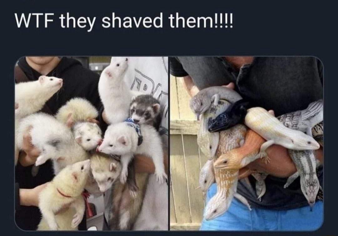 WTF they shaved them g
