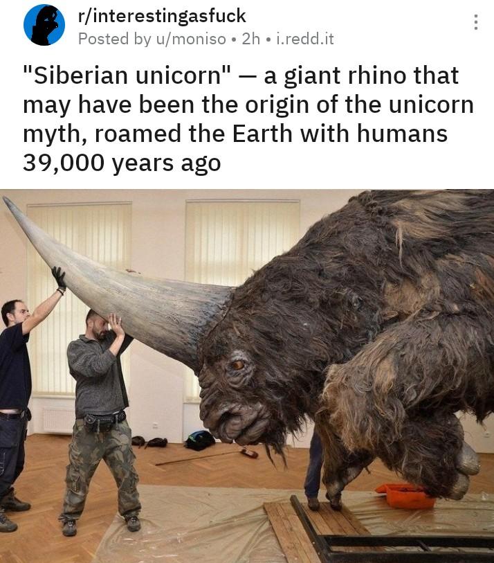 rinterestingasfuck Posted by umoniso 2h ireddit Siberian unicorn a giant rhino that may have been the origin of the unicorn myth roamed the Earth with humans 39000 years ago