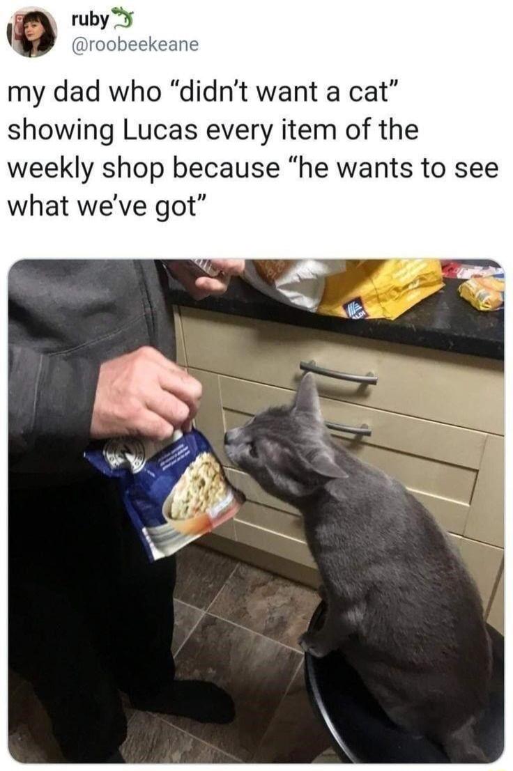 my dad who didnt want a cat showing Lucas every item of the weekly shop because he wants to see what weve got