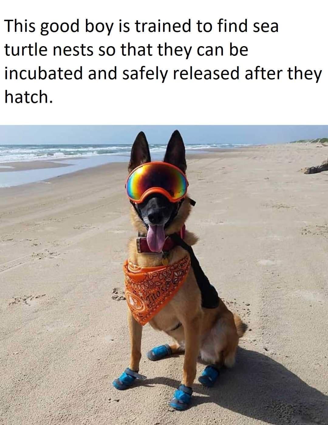 This good boy is trained to find sea turtle nests so that they can be incubated and safely released after they hatch