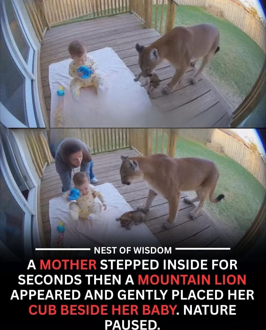 NEST OF WISDOM
A MOTHER STEPPED INSIDE FOR SECONDS THEN A MOUNTAIN LION APPEARED AND GENTLY PLACED HER CUB BESIDE HER BABY. NATURE PAUSED.