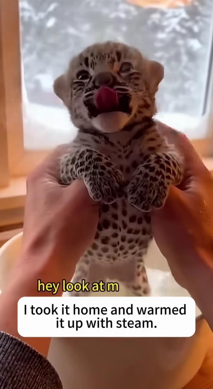 hey look at m
I took it home and warmed it up with steam.