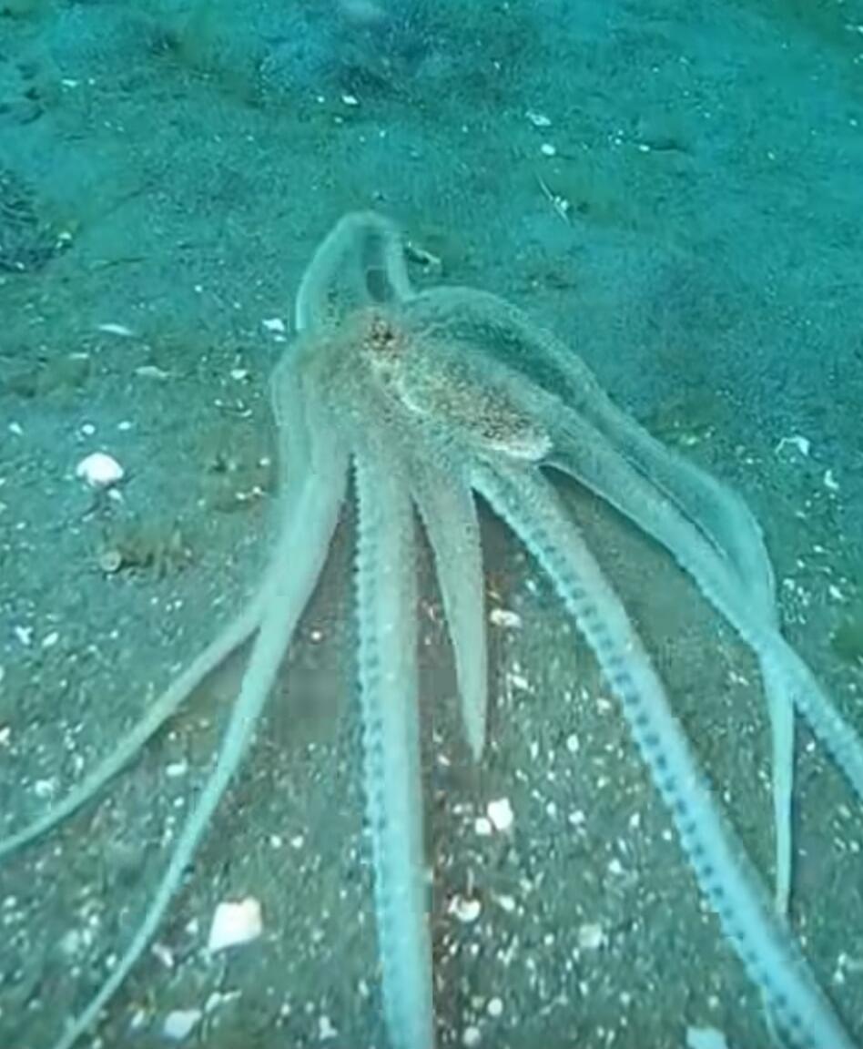 An octopus on the sea floor.