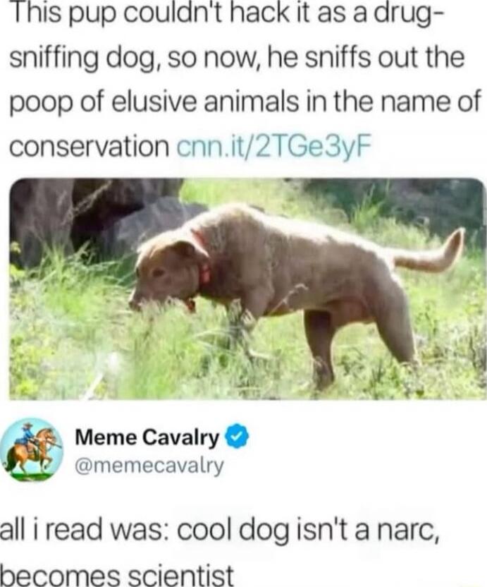 This pup couldn't hack it as a drug-sniffing dog, so now, he sniffs out the poop of elusive animals in the name of conservation cnn.it/2TGe3yF Meme Cavalry @memecavalry all I read was: cool dog isn't a narc, becomes scientist