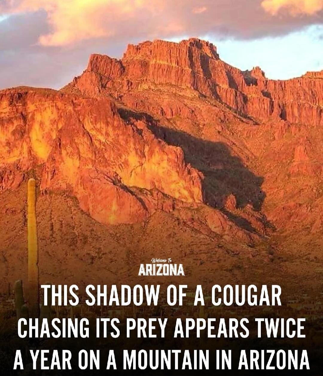 ARIZONA THIS SHADOW OF A COUGAR CHASING ITS PREY APPEARS TWICE A YEAR ON A MOUNTAIN IN ARIZONA