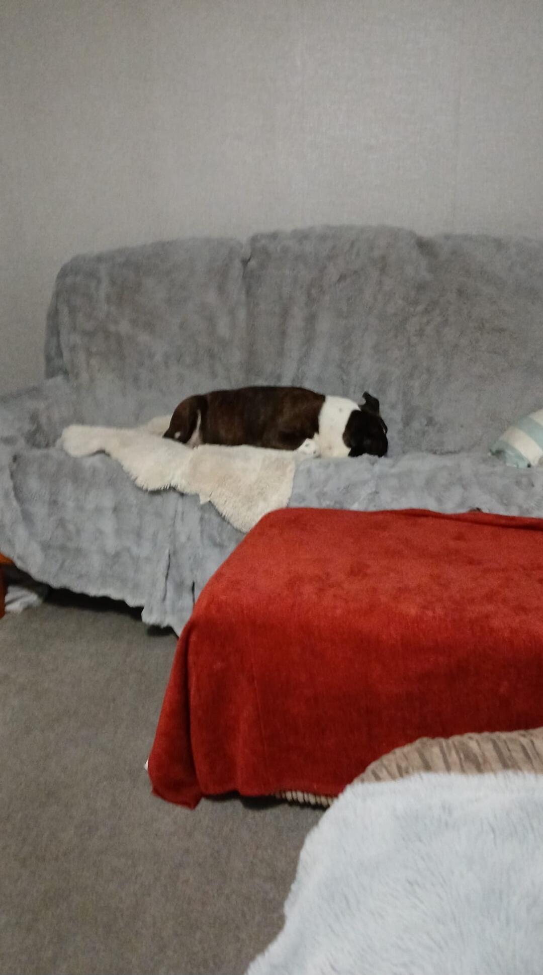 A small brown and white dog sleeping on a gray couch, covered with blankets.