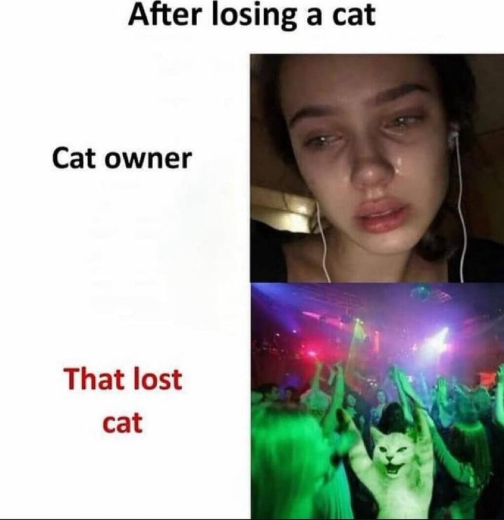 After losing a cat Cat owner That lost cat