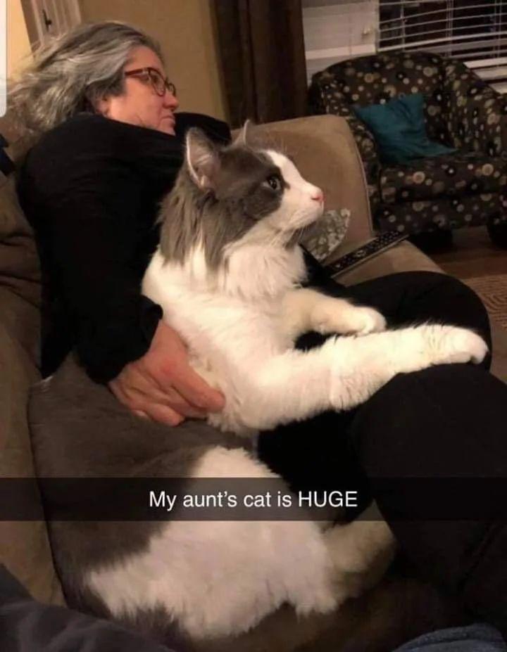 My aunts catis HUGE