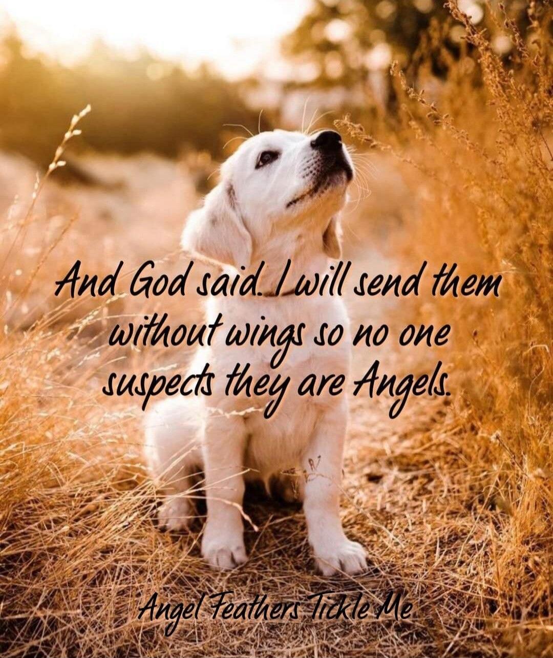 And God said I will send them without wings so no one suspects they are Angels.

Angel Feathers Tickle Me