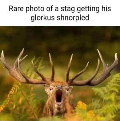 Rare photo of a stag getting his glorkus shnorlped