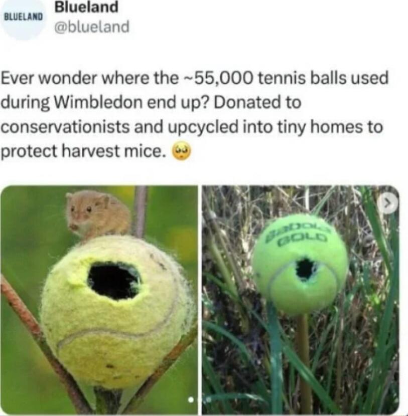 L Ever wonder where the 55000 tennis balls used during Wimbledon end up Donated to conservationists and upcycled into tiny homes to protect harvest mice