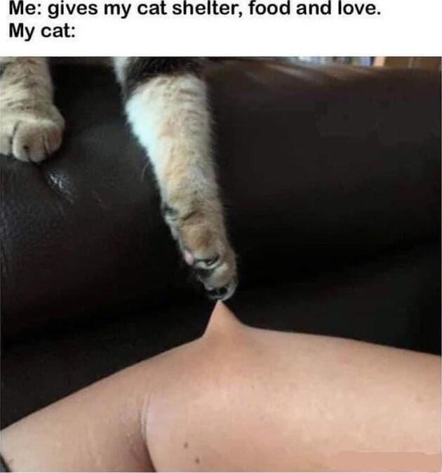 Ve gives my cat shelter My cat