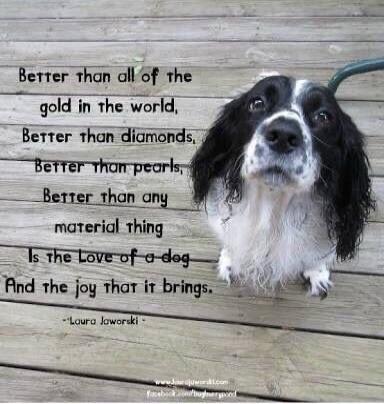 Better than all of the gold in the world,
Better than diamonds,
Better than pearls,
Better than any material thing
Is the love of a dog
And the joy that it brings.

* Laura Jaworski