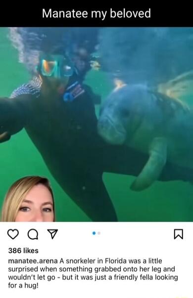 Manatee my beloved oQv A 386 likes manateearena A snorkeler in Florida was a little surprised when something grabbed onto her leg and wouldnt let go but it was just a friendly fella looking for a hug