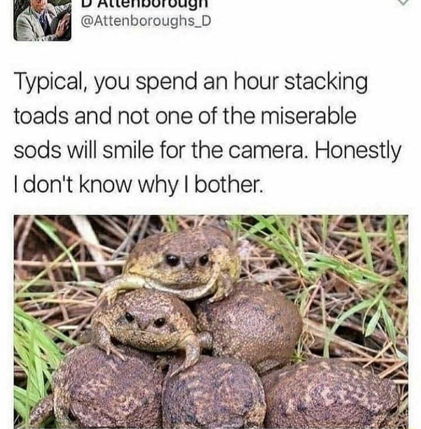 Typical you spend an hour stacking toads and not one of the miserable sods will smile for the camera Honestly dont know why bother