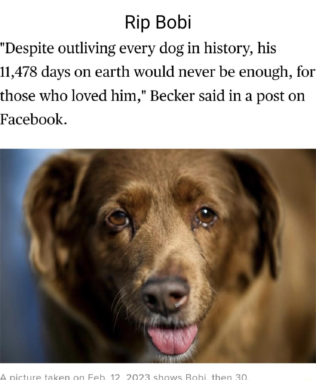 Rip Bobi Despite outliving every dog in history his 11478 days on earth would never be enough for hose who loved hi Becker said in a post on Facebook