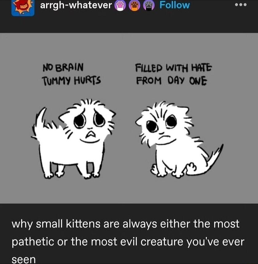 rrgh whatever Follow why small kittens are always either the most pathetic or the most evil creature youve ever seen