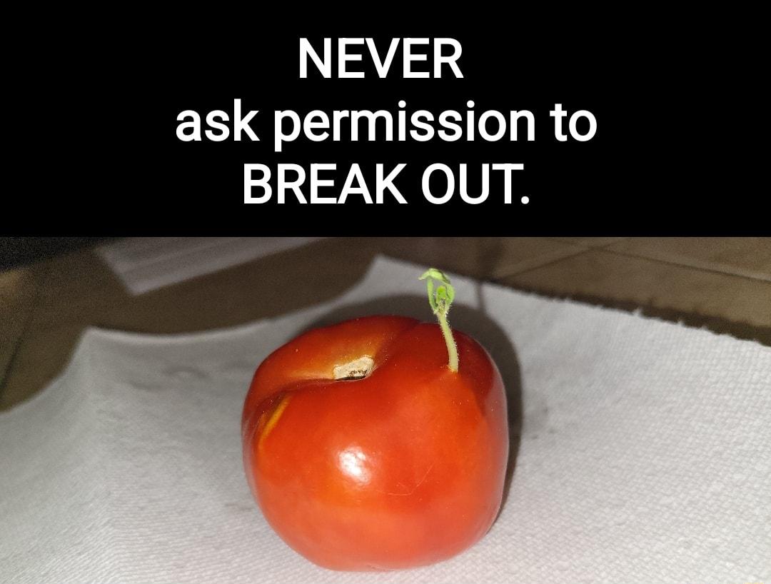 NEVER ask permission to BREAK OUT