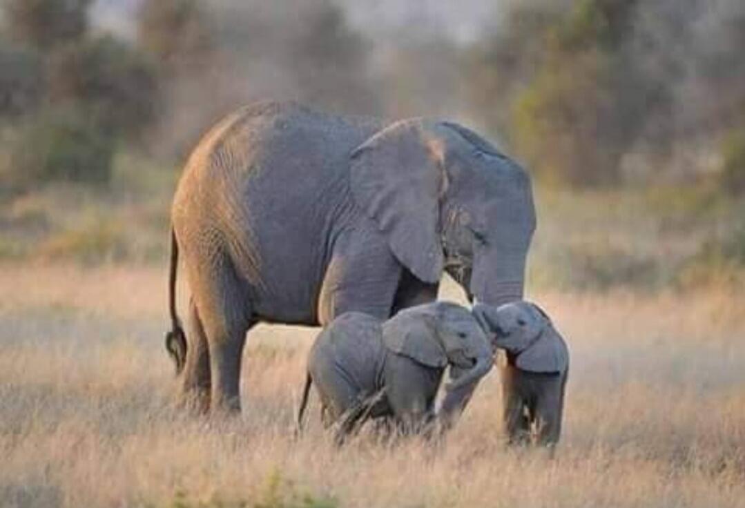 An adult elephant with two baby elephants.