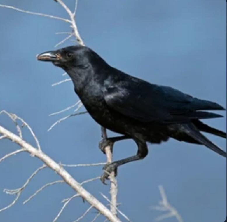 A black crow or raven perched on a bare white branch against a blue sky.
