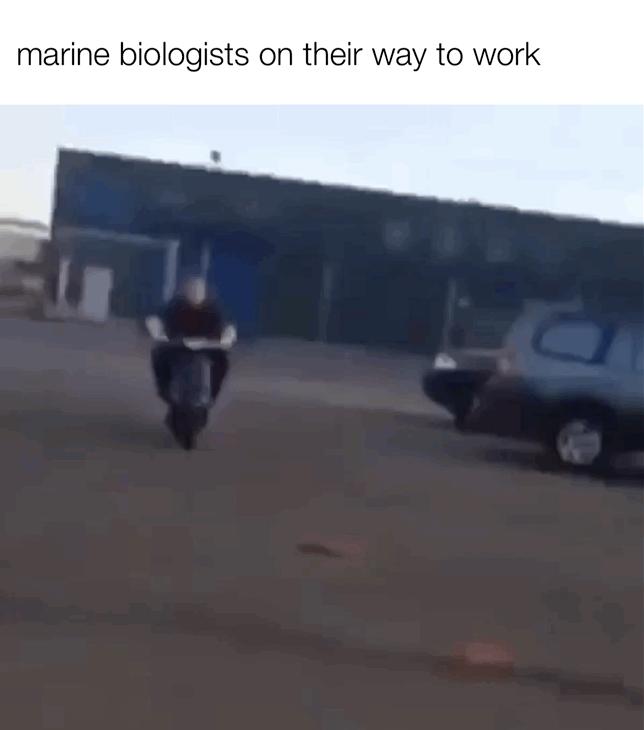 marine biologists on their way to work