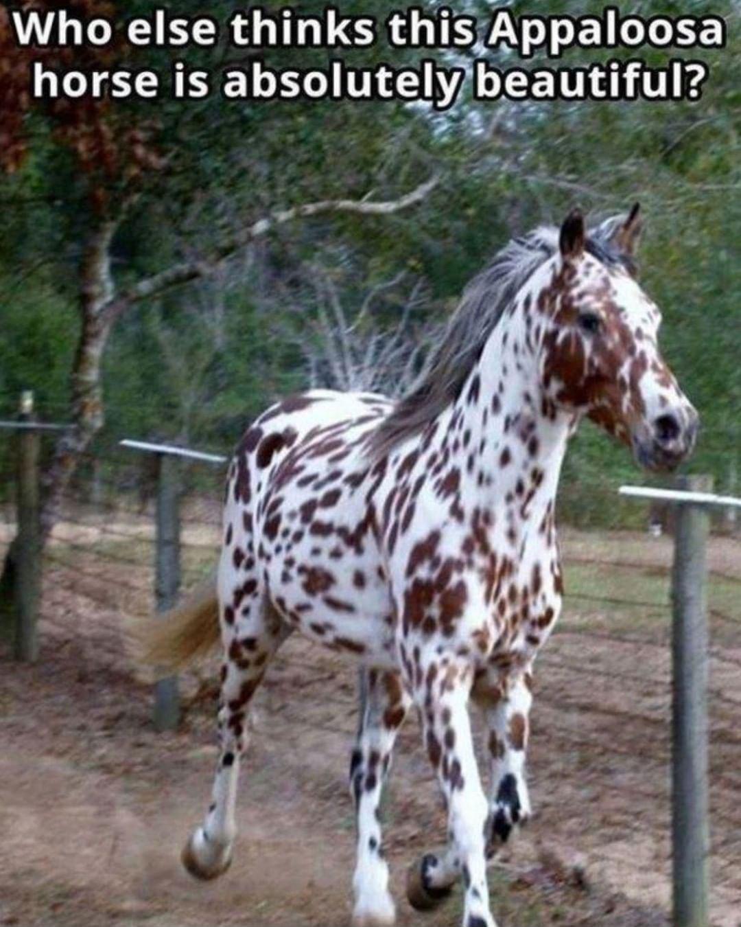 Jer e Who else thinks thisAppaloosa horse is absolutgy beautiful