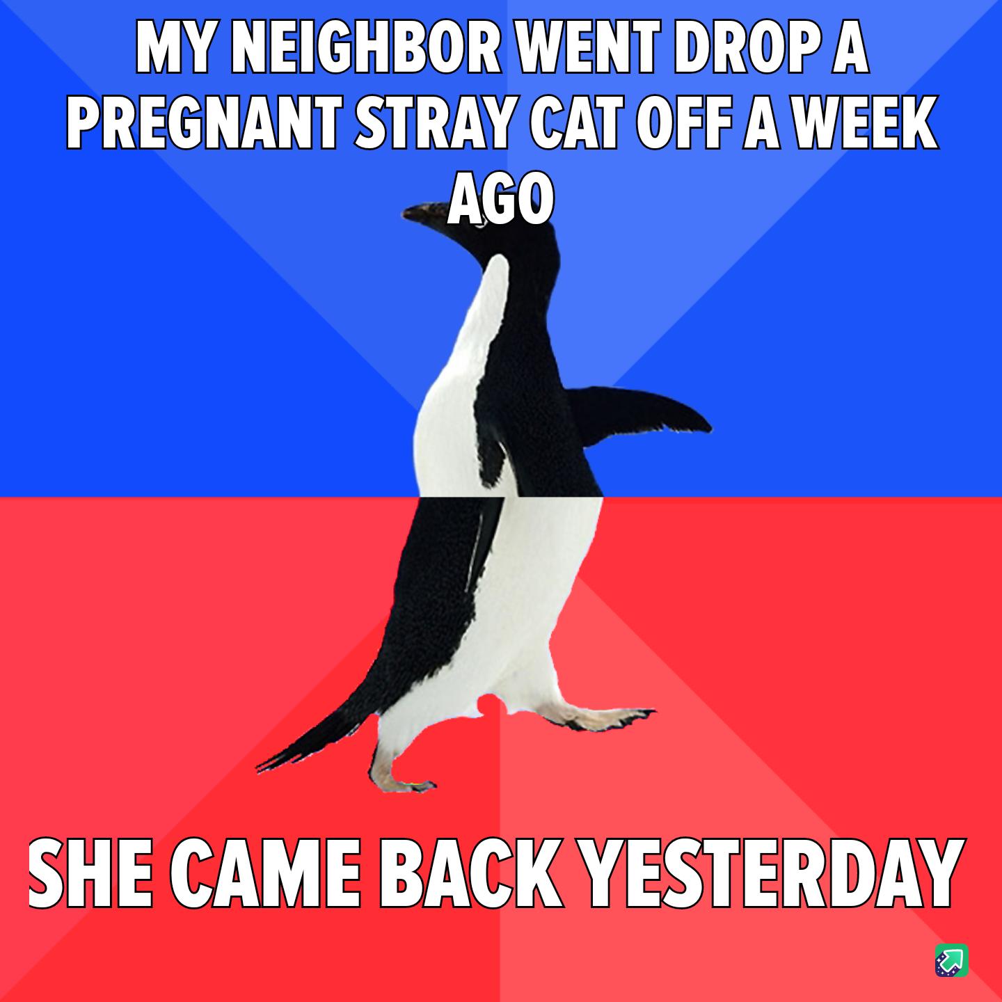 MY NEIGHBOR WENT DROP A PREGNANT STRAY CATOFFAWEEK AGO SHE CAME BACK YESTERDAY