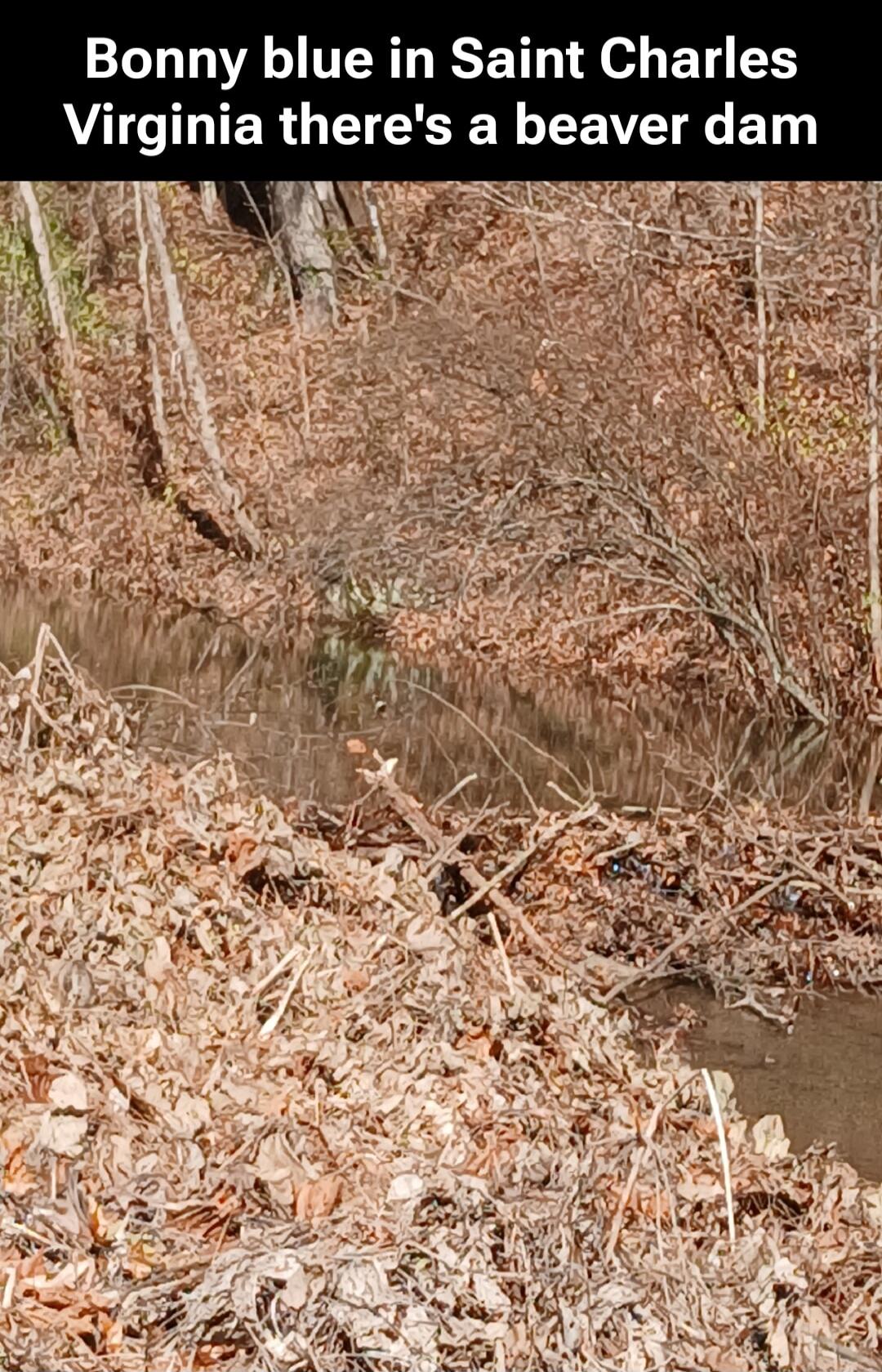 Bonny blue in Saint Charles Virginia there's a beaver dam