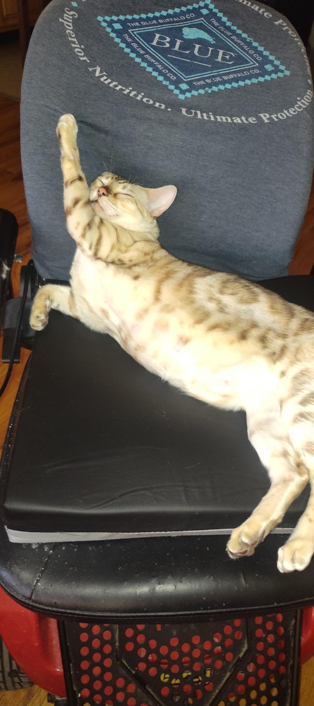 THE BLUE BUFFALO CO. BLUE Superior Nutrition. Ultimate Protection. A cat is stretching and relaxing on a chair.
