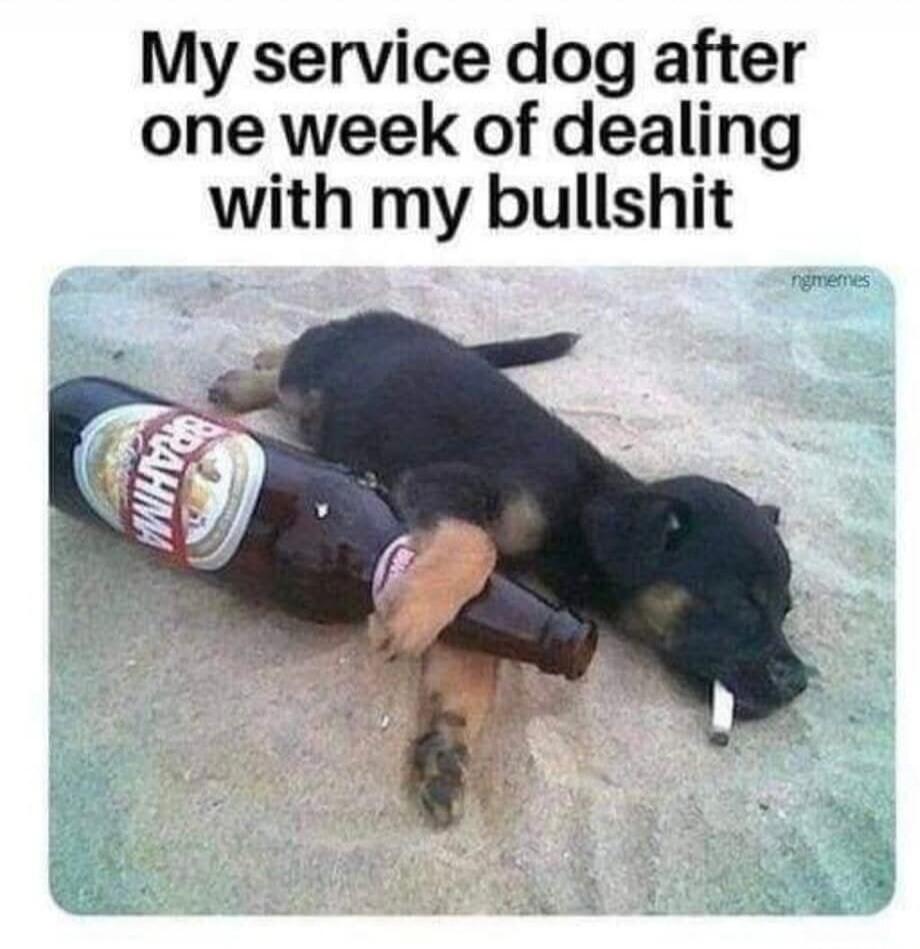 My service dog after one week of dealing with my bullshit