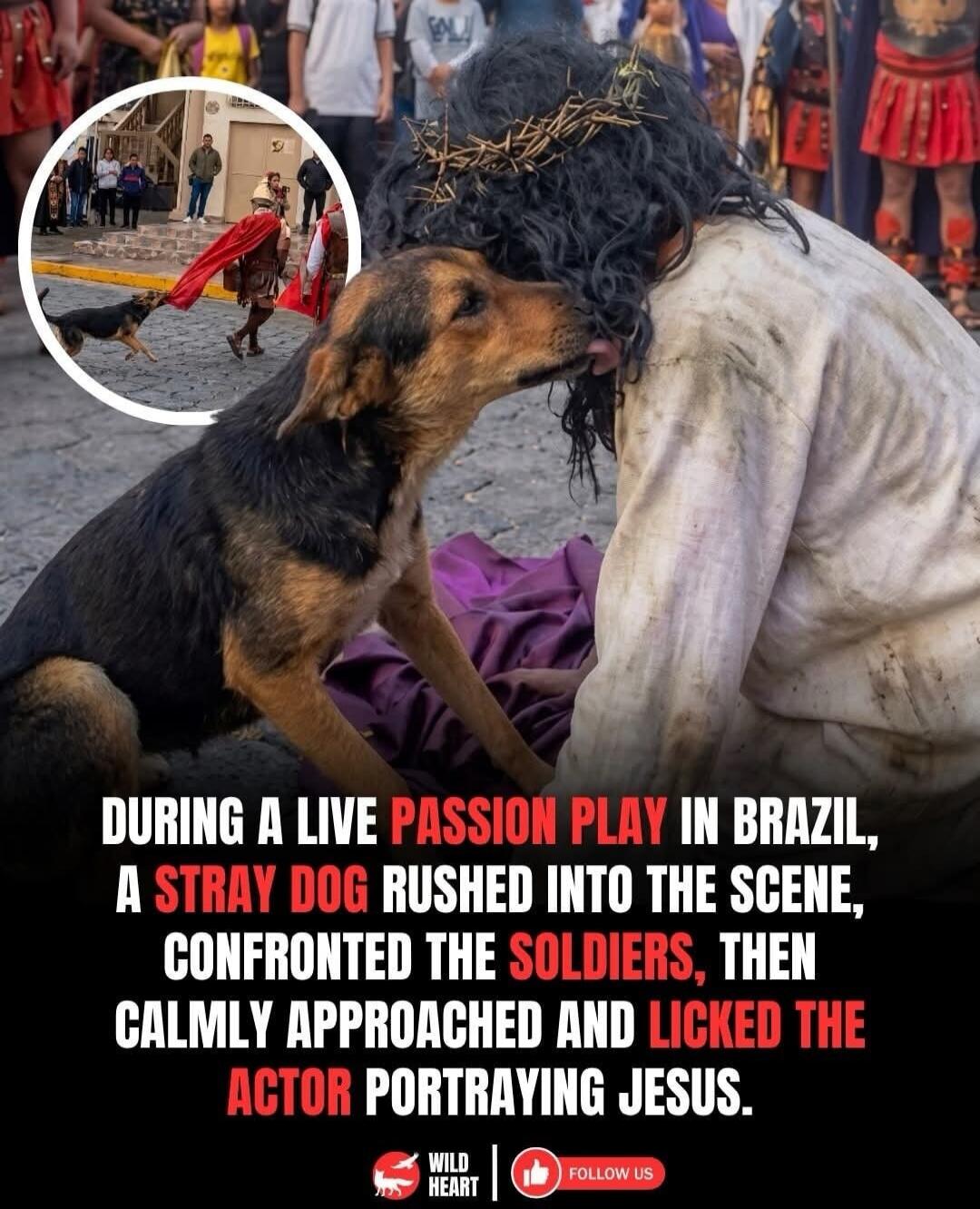 DURING A LIVE PASSION PLAY IN BRAZIL, A STRAY DOG RUSHED INTO THE SCENE, CONFRONTED THE SOLDIERS, THEN CALMLY APPROACHED AND LICKED THE ACTOR PORTRAYING JESUS.