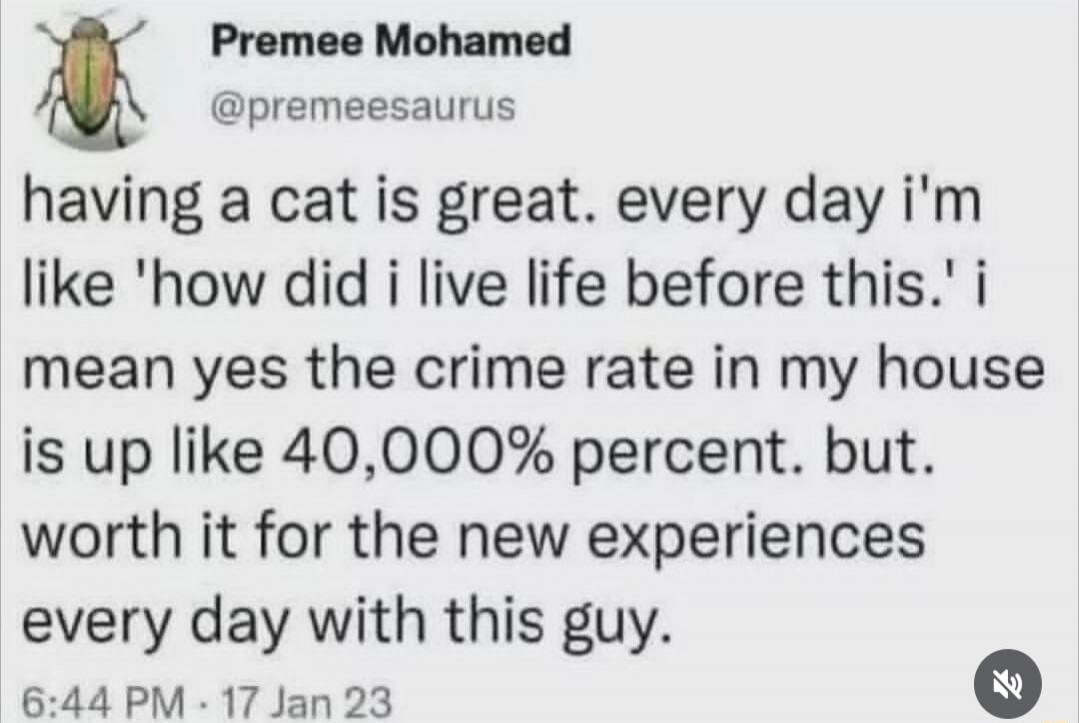 having a cat is great. every day i'm like 'how did i live life before this.' i mean yes the crime rate in my house is up like 40,000% percent. but. worth it for the new experiences every day with this guy.