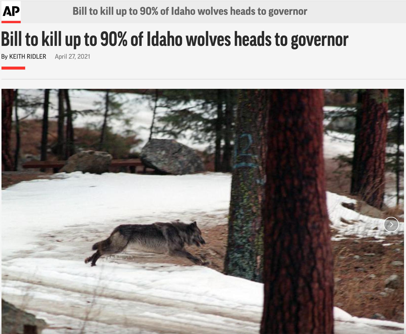 AP Bill to kill up to 90 of Idaho wolves heads to governor Bill to kill up to 90 of Idaho wolves heads to governor By KEITH RIDLER April 27 2021