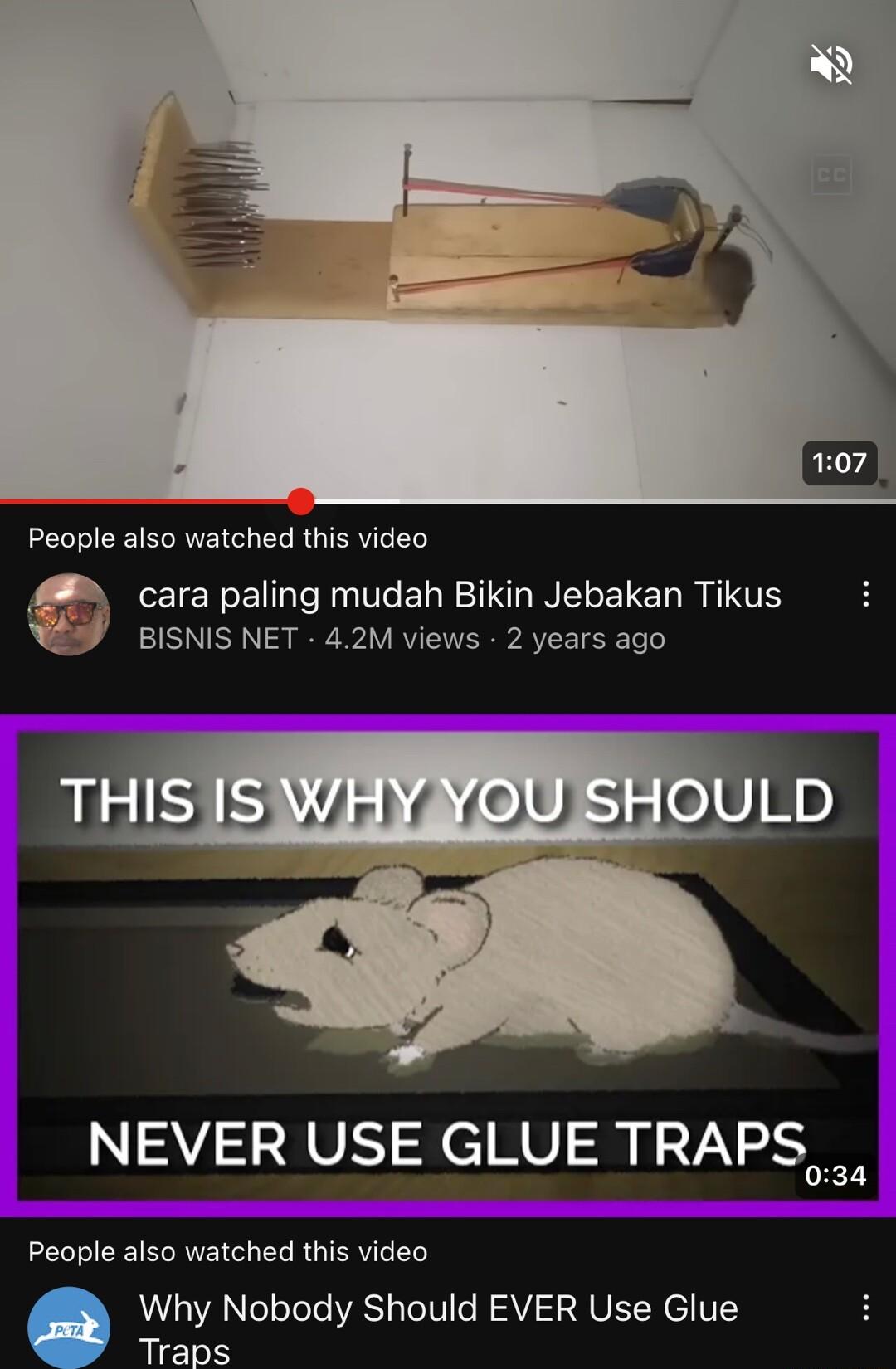 People also watched this video cara paling mudah Bikin Jebakan Tikus BISNIS NET 42M views 2 years ago People also watched this video Why Nobody Should EVER Use Glue Traps