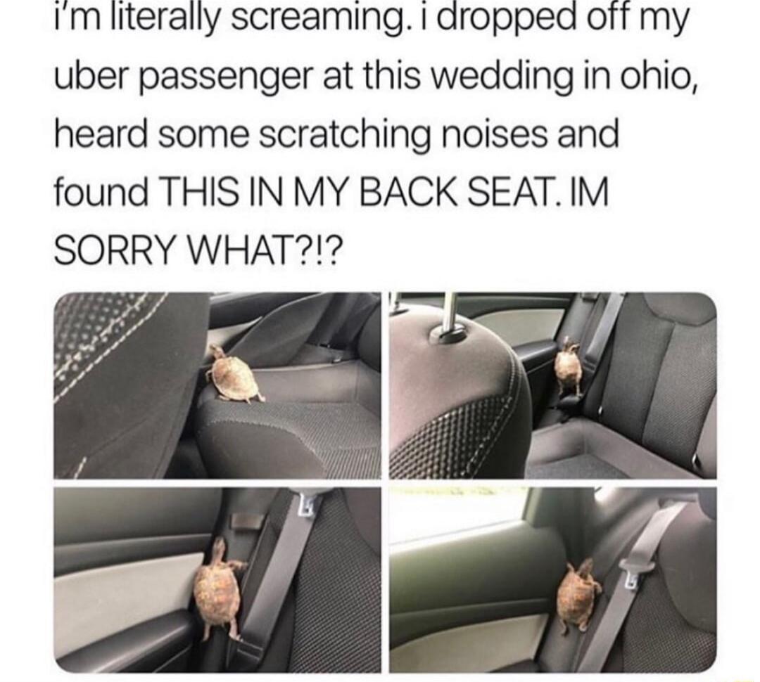 Im literally screaming dropped off my uber passenger at this wedding in ohio heard some scratching noises and found THIS IN MY BACK SEAT IM SORRY WHAT