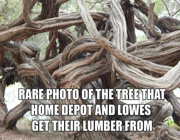 RARE PHOTO OF THE TREE THAT HOME DEPOT AND LOWES GET THEIR LUMBER FROM
