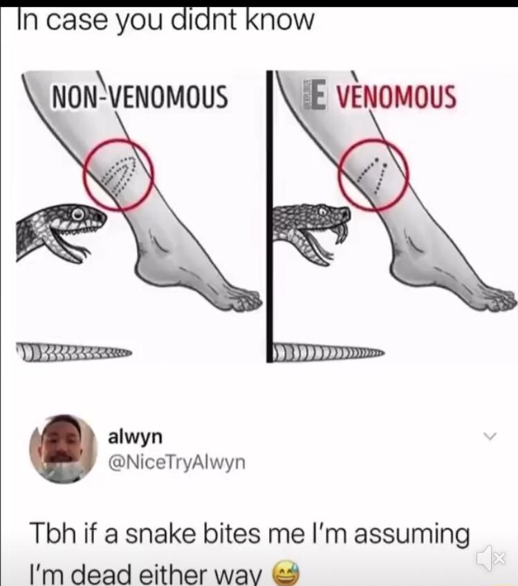 n case you didnt know nonvenomous E vEnomous alwyn NiceTryAlwyn Tbh if a snake bites me Im assuming Im dead either wayv 9