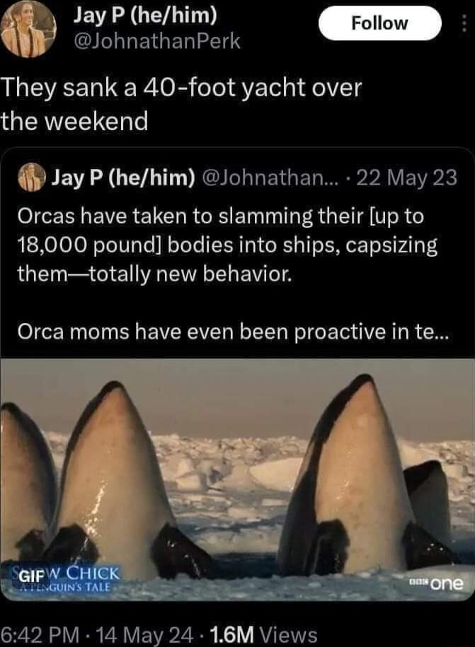 Jay P hehim o CLLETGERIES They sank a 40 foot yacht over the weekend Jay P hehim Johnathan 22 May 23 Orcas have taken to slamming their up to 18000 pound bodies into ships capsizing themtotally new behavior Orca moms have even been proactive in te 642 PM 14 May 24 16M Views