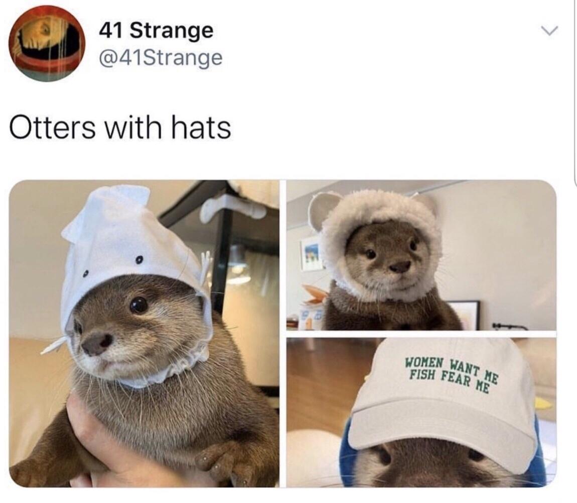 41 Strange 41Strange Otters with hats