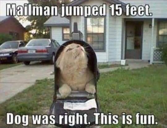 _J S e Dogwas right Thisis fun